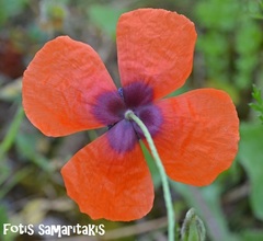 Papaver apulum