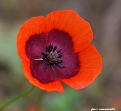Papaver nigrotinctum