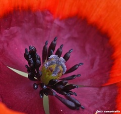 Papaver nigrotinctum