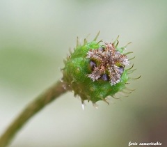 Papaver nigrotinctum