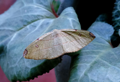Hypochrosis hyadaria