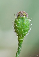 Papaver nigrotinctum