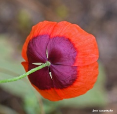 Papaver nigrotinctum