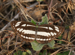 Neptis hylas varmona