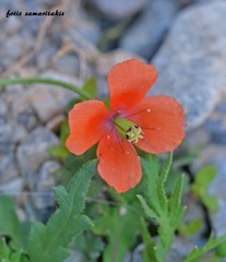 Papaver purpureomarginatum