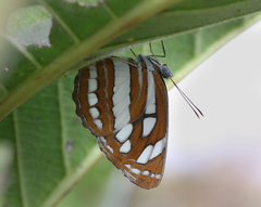 Neptis hylas varmona