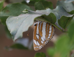 Neptis hylas varmona