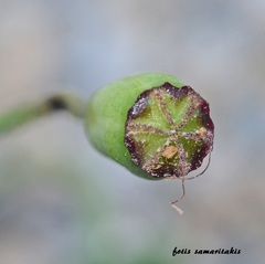 Papaver purpureomarginatum