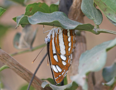 Neptis hylas varmona