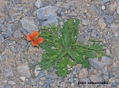 Papaver purpureomarginatum