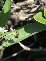 Halictinae