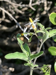 Halictinae
