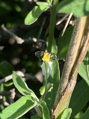 Halictinae