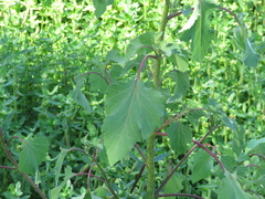 Xanthium cavanillesii