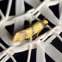 Psaroxantha basilica