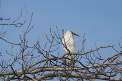 Ardea alba