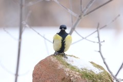 Parus major