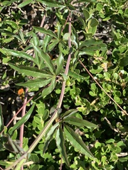 Passiflora caerulea