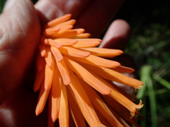 Kniphofia triangularis