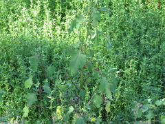 Xanthium cavanillesii