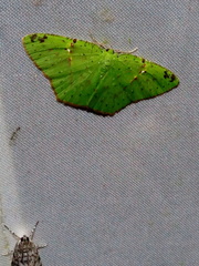 Strepsichlora remissa