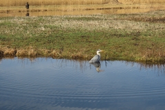 Ardea cinerea