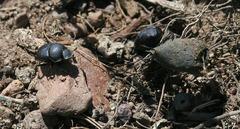 Boreocanthon simplex