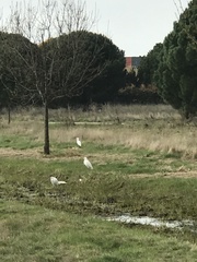 Bubulcus ibis