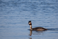 Podiceps cristatus