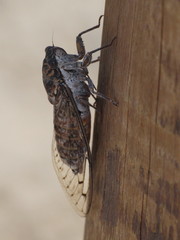 Cicada barbara lusitanica