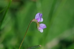 Vicia parviflora