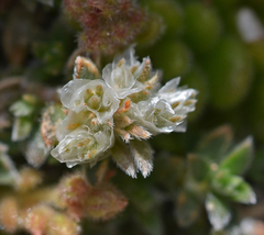 Paronychia macrosepala