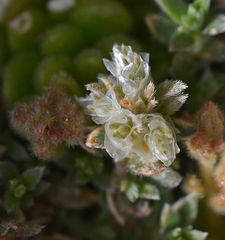 Paronychia macrosepala