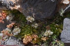 Paronychia macrosepala