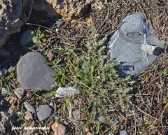 Paronychia macrosepala