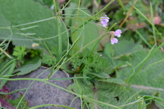 Vicia parviflora