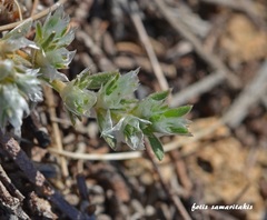 Paronychia macrosepala