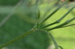 Vicia parviflora