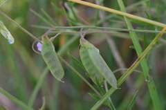 Vicia parviflora