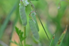 Vicia parviflora