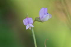 Vicia parviflora