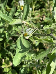 Halictinae