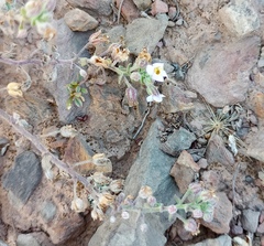 Chaenostoma caeruleum