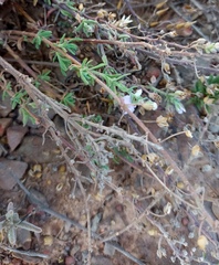 Chaenostoma caeruleum