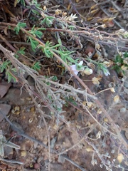 Chaenostoma caeruleum