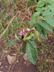 Pseudarthria hookeri