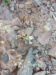 Chaenostoma caeruleum