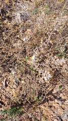 Chaenostoma caeruleum