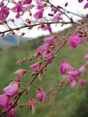 Pseudarthria hookeri