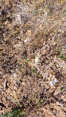 Chaenostoma caeruleum